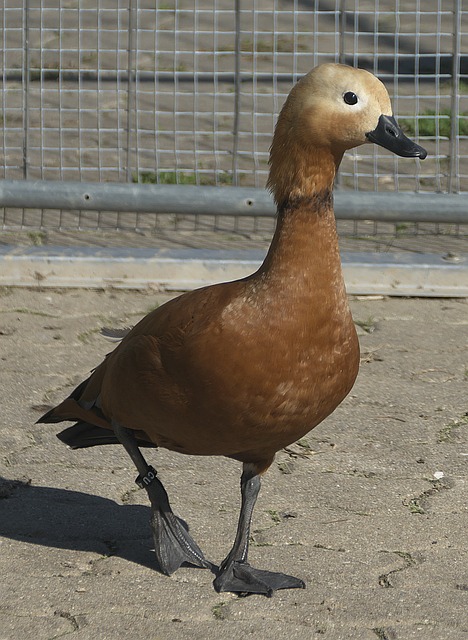 球俱乐部